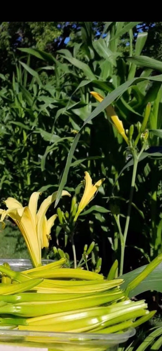 Organic Fresh Edible Daylily ，Golden Needles Plant，可食用黄花菜，金针菜，living plant，growing in bag