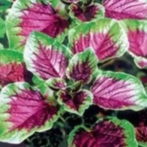 Red Amaranth Seeds-红苋菜-1000 Seeds per Pack