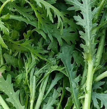 Small-leaved Artemisia/pointed-leaf artemisia /fine-leaf artemisia-小叶苘蒿/细叶苘蒿/尖叶苘蒿-1000 seeds per pack