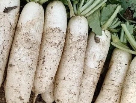 Daikon radish-长白萝卜-1000 Seeds per Packet