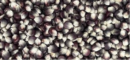 Black organic sticky corn seeds, 黑色有机糯玉米种子，30 seeds