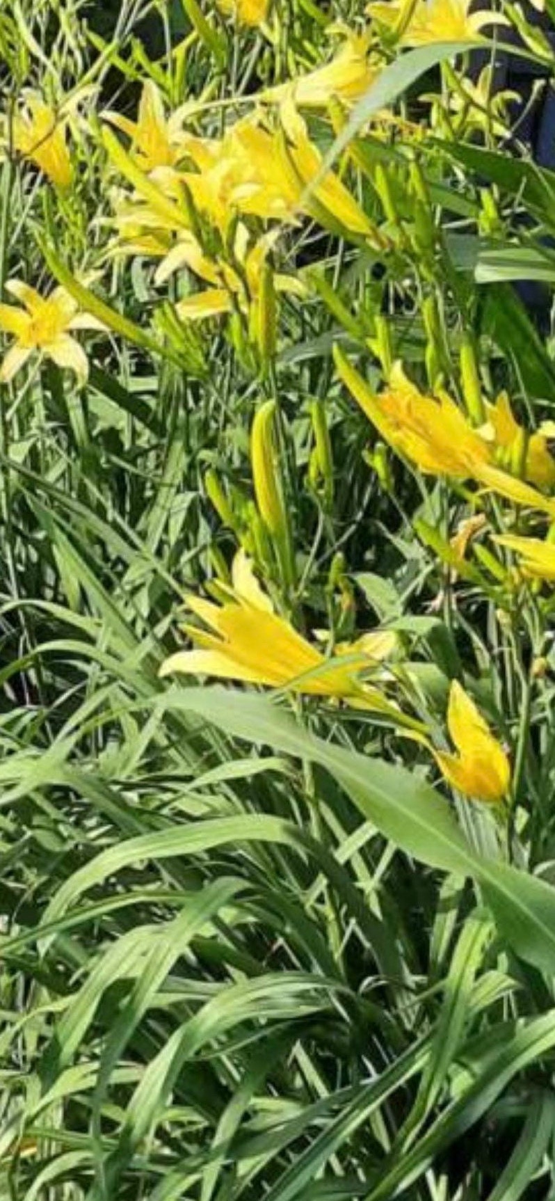 Organic Fresh Edible Daylily ，Golden Needles Plant，可食用黄花菜，金针菜，living plant，growing in bag