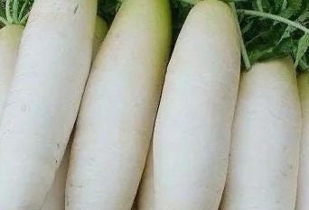 Daikon radish-长白萝卜-1000 Seeds per Packet