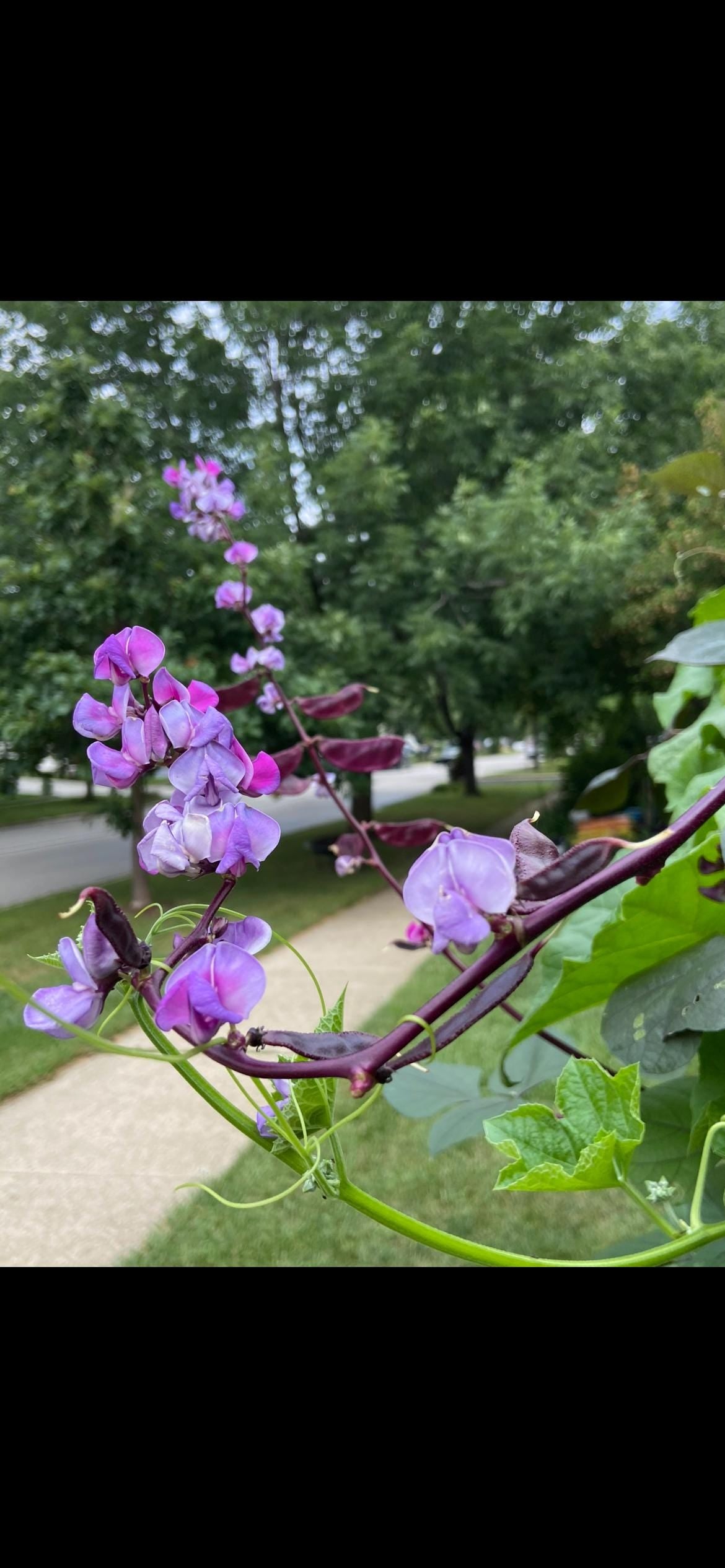 Certified Organic Purple Hyacinth Bean Seeds / 紫扁豆角种子; High-Yield, Climbing Vine with Purple Pods and Beautiful Ornamental Flowers, 12 seeds