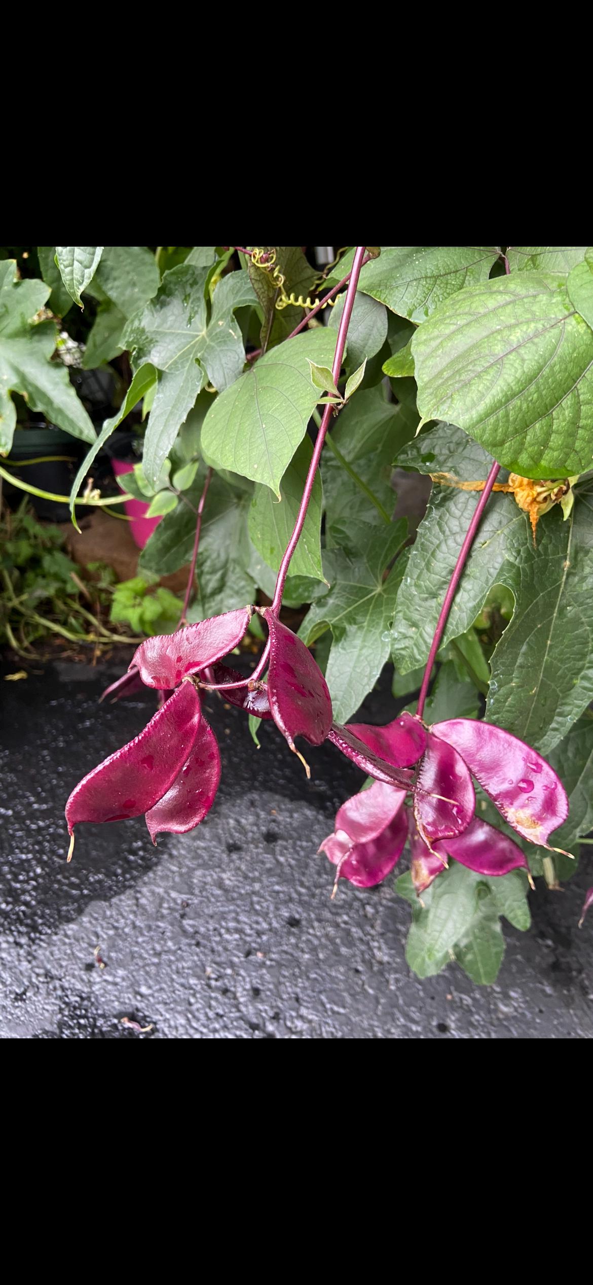 Certified Organic Purple Hyacinth Bean Seeds / 紫扁豆角种子; High-Yield, Climbing Vine with Purple Pods and Beautiful Ornamental Flowers, 12 seeds