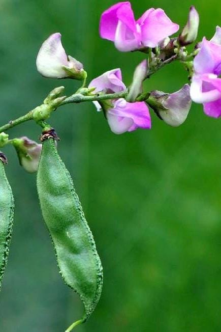 Certified Organic Green Hyacinth Bean Seeds / 青扁豆种子; High-Yield, Climbing Vine with Tender Green Pods and Beautiful Flowers, 12 Seeds