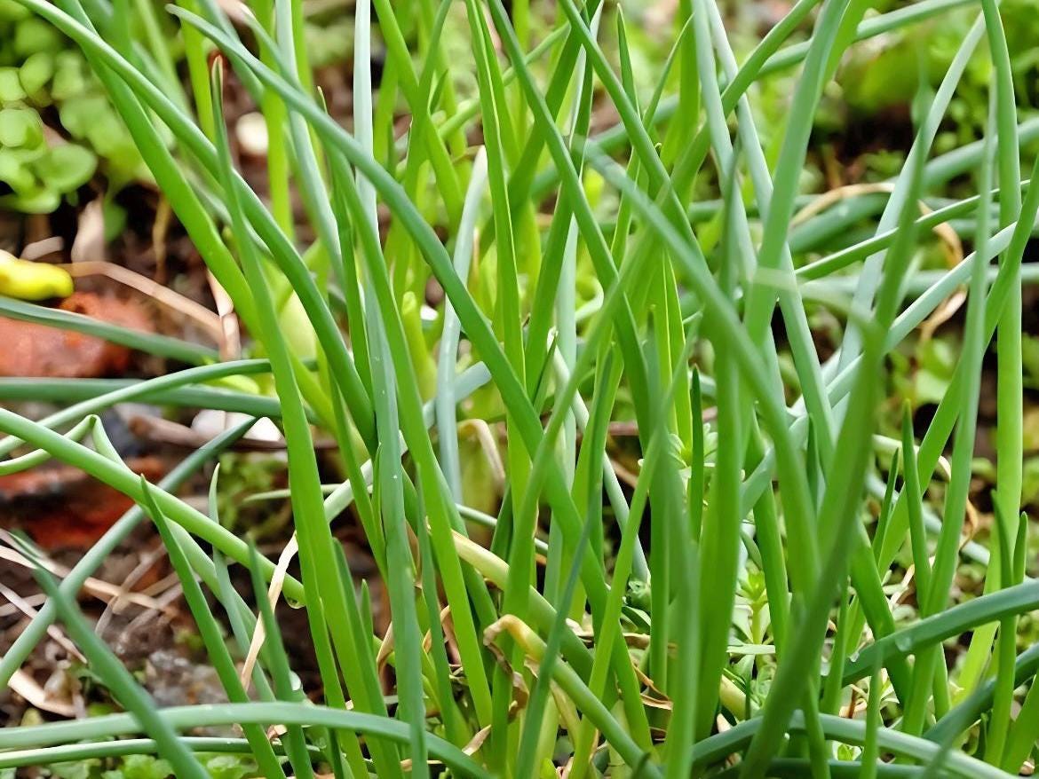 Shanghai Four Seasons Scallion Seeds / 上海四季小香葱种子; Fast-Growing, Hardy, Non-Bulbing Green Onion for Year-Round Harvest, Hundreds of Seeds