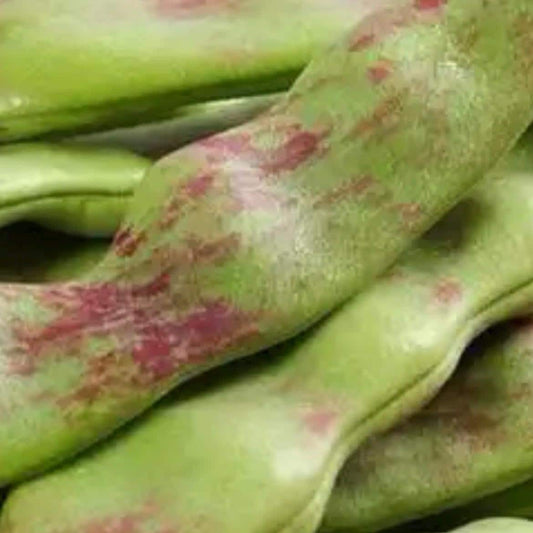 Green Golden Hook Scarlet Runner Bean Seeds / 绿金钩油豆角种子; High-Yield, Fast-Growing Climbing Bean with Tender, Crisp Pods, 12 Seeds