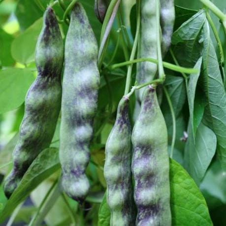 Large Horseshoe Runner Bean Seeds / 大马掌油豆角种子; Wide, Purple-Streaked Pods, High-Yield Climbing Vine, 12 Seeds
