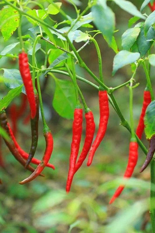 Fiery Red Chili Pepper Seeds / 火红小米椒种子 - 20 Seeds per Pack | Medium-Early, Strong Spiciness, Ideal for Fresh Eating and Processing
