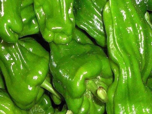 Thin-Skinned Pepper King Seeds / 薄皮椒王种子 – 20 Seeds per Pack | Mildly Spicy, High-Yielding & Early-Maturing