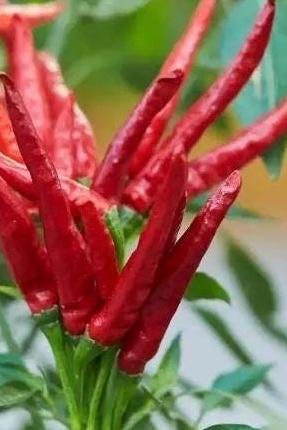 Upward Pepper / 朝天椒 – 20 Seeds per Pack | High-Yielding, Disease-Resistant & Spicy