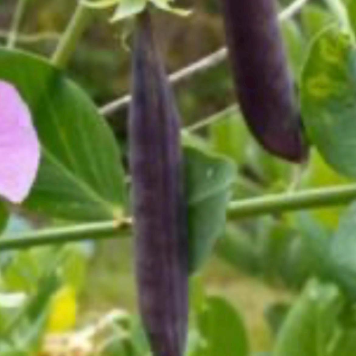 Purple Snow Pea Seeds/紫荷兰豆种子; High-Yield, Early-Maturing, Compact Plants with Large, Crisp, Sweet-Flavored Purple-Red Pods, 12 Seeds