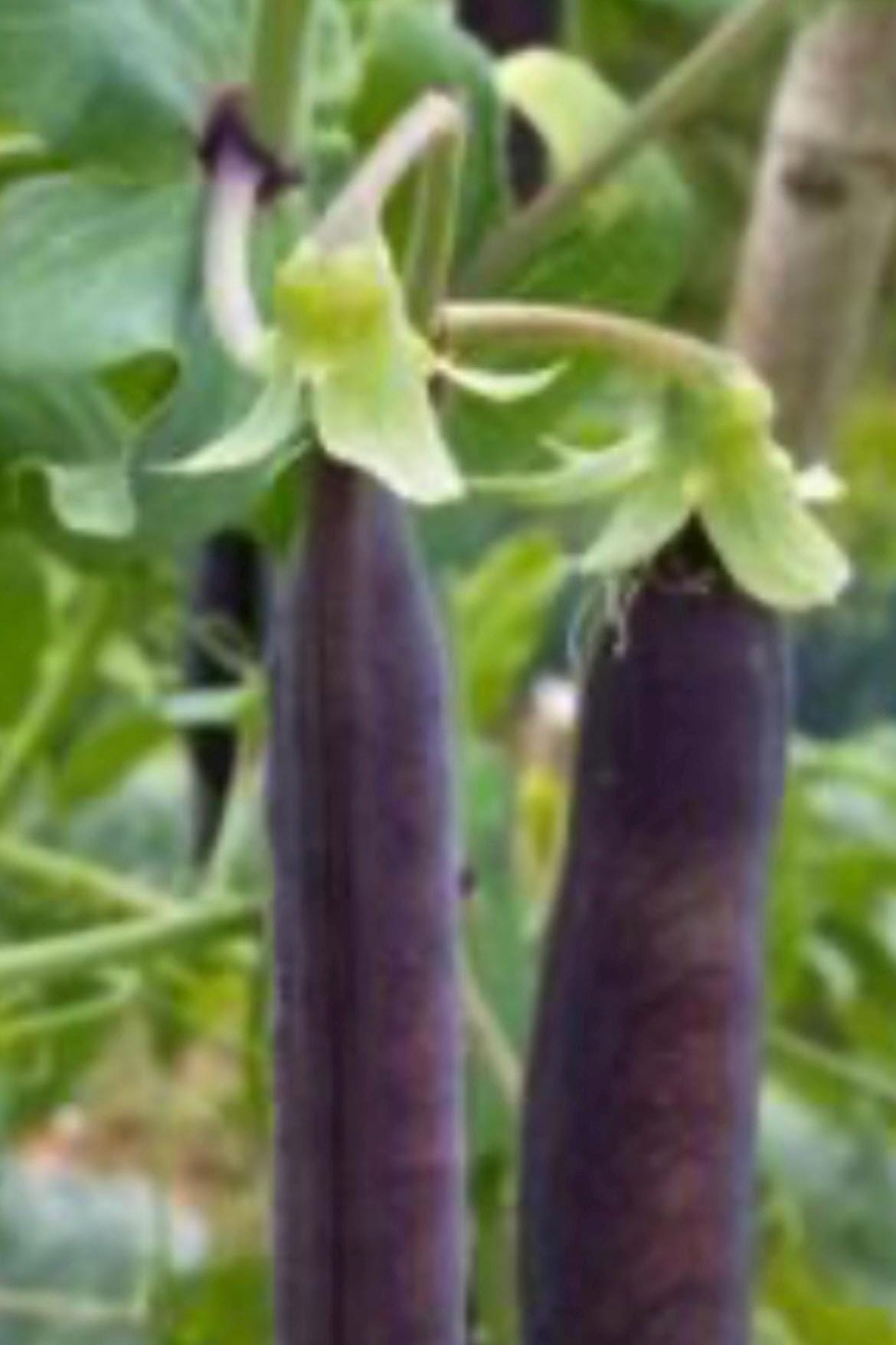 Purple Snow Pea Seeds/紫荷兰豆种子; High-Yield, Early-Maturing, Compact Plants with Large, Crisp, Sweet-Flavored Purple-Red Pods, 12 Seeds