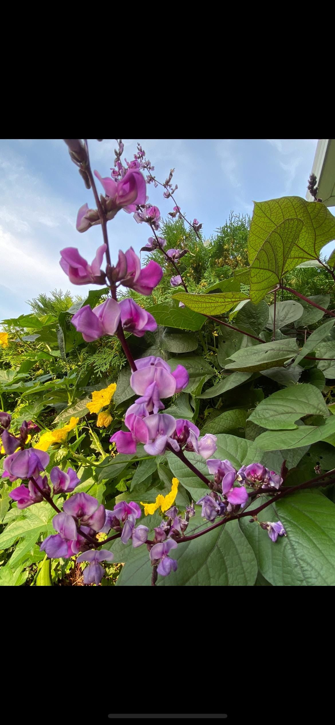 Certified Organic Purple Hyacinth Bean Seeds / 紫扁豆角种子; High-Yield, Climbing Vine with Purple Pods and Beautiful Ornamental Flowers, 12 seeds
