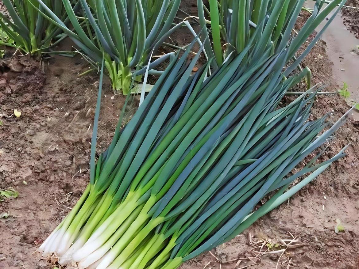 Shanghai Four Seasons Scallion Seeds / 上海四季小香葱种子; Fast-Growing, Hardy, Non-Bulbing Green Onion for Year-Round Harvest, Hundreds of Seeds