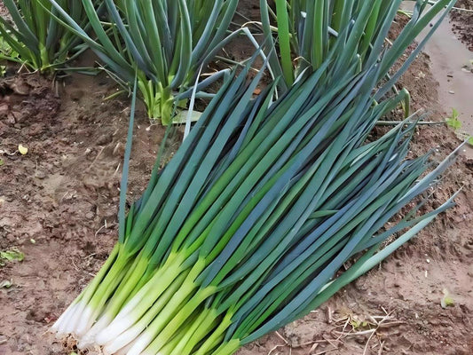 Shanghai Four Seasons Scallion Seeds / 上海四季小香葱种子; Fast-Growing, Hardy, Non-Bulbing Green Onion for Year-Round Harvest, Hundreds of Seeds