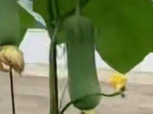 Fragrant Tender Loofah Seeds /香嫩肉丝瓜种子– 7 Seeds per Pack | High-Yield, Tender Texture & Disease-Resistant