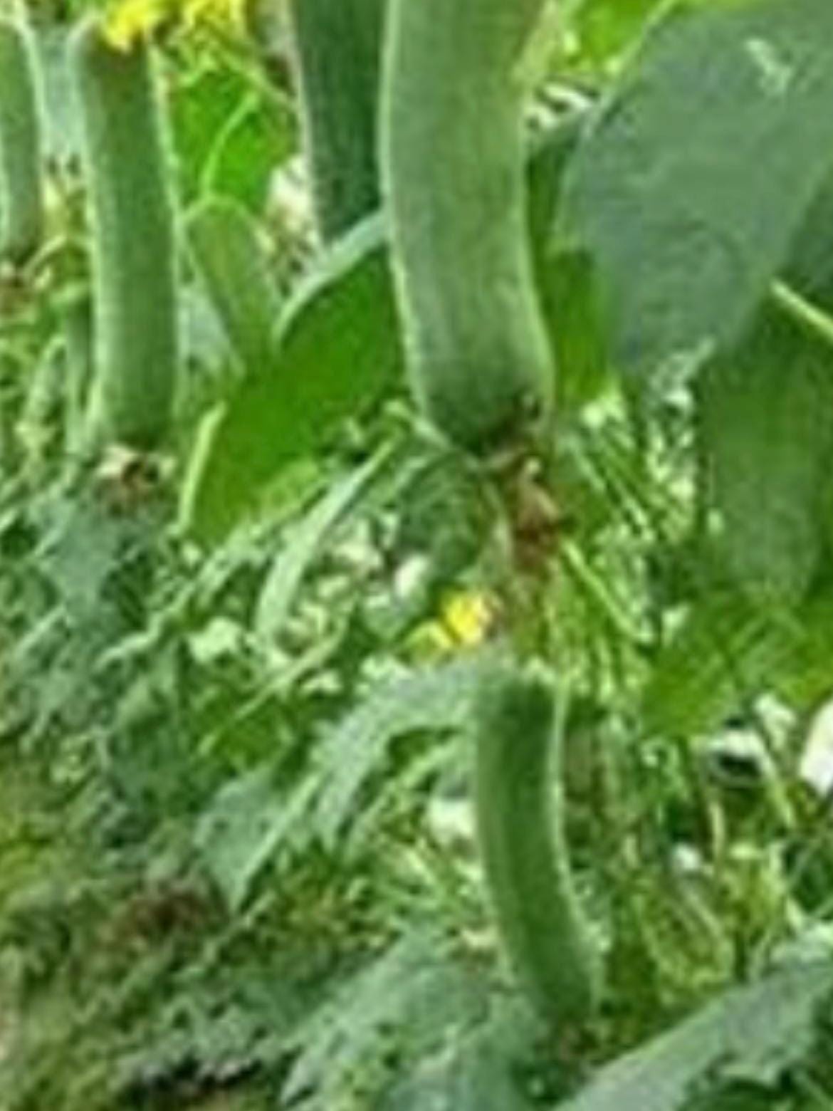 Fragrant Tender Loofah Seeds /香嫩肉丝瓜种子– 7 Seeds per Pack | High-Yield, Tender Texture & Disease-Resistant