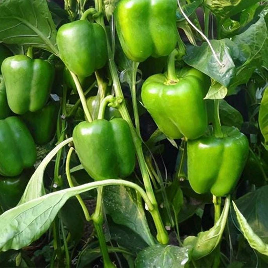 Qiemen Large Sweet Pepper Seeds / 茄门大甜椒种子 – 20 Seeds per Pack | High-Yield, Crisp & Sweet, Mid-to-Late Maturing Variety