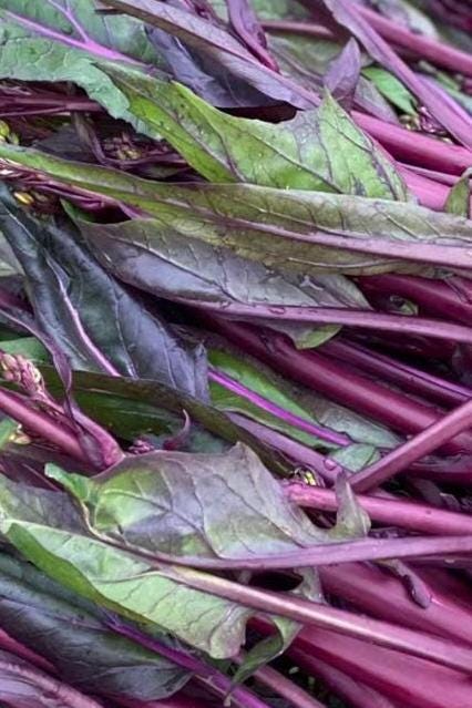 Hongcai Tai Seeds/红菜苔种子 – Hundreds of Red Choy Sum Seeds for Home Garden, Easy to Grow