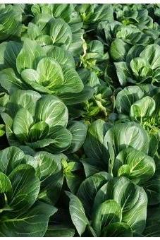 Hundreds of Suzhou Qing Cabbage Seeds/苏州青 – Fast-Growing, Tender Leaves, Ideal for Stir-Fry and Stews