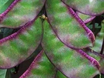 12 Seeds per Pack - Purple-Edge Mung Bean Seeds/紫边眉豆 - Non-GMO, Easy to Grow