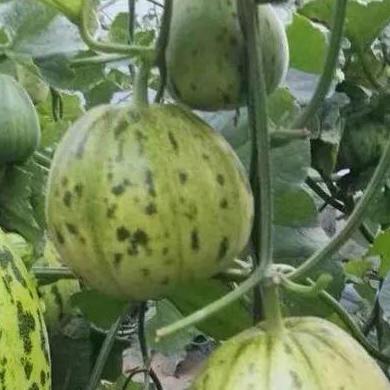 Golden Sweet Treasure F1 Melon Seeds｜金甜蜜宝F1甜瓜种子 - 30 Seeds | High Yield | Extra Sweet