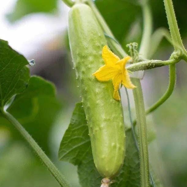 Early-Maturing Cucumber Seeds｜早熟黄瓜种子 - 40 Seeds/Pack | Cold-Tolerant | Crisp Flesh