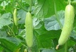Early-Maturing Cucumber Seeds｜早熟黄瓜种子 - 40 Seeds/Pack | Cold-Tolerant | Crisp Flesh