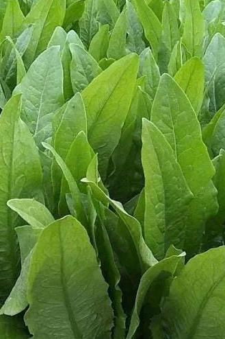 Hundreds of Stem Lettuce Seeds (Lactuca sativa var. angustana)/油麦菜 – Fast-Growing, Easy to Grow, Fresh Green Leaves