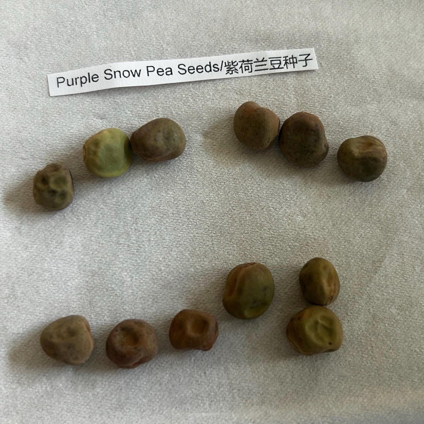 Purple Snow Pea Seeds/紫荷兰豆种子; High-Yield, Early-Maturing, Compact Plants with Large, Crisp, Sweet-Flavored Purple-Red Pods, 12 Seeds