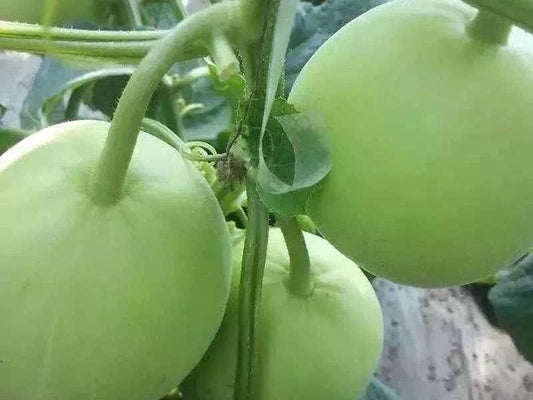 Japanese Sweet Melon Seeds｜日本甜宝香瓜 - 30 Seeds per Pack | High Sugar
