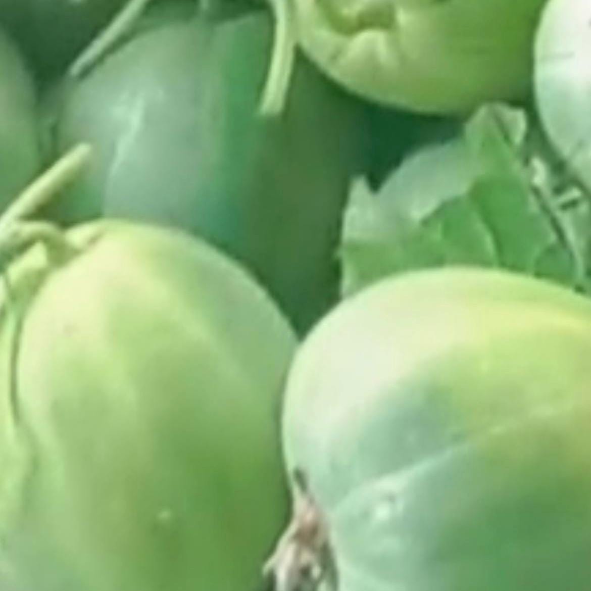 Green Jade Melon Seeds (12 Seeds) |青玉甜瓜｜ Sweet & Crisp | Early Maturing Asian Melon Variety for Home Gardens
