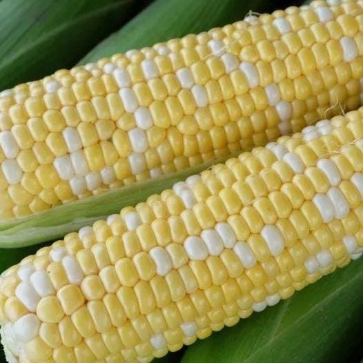 Bicolor Sweet Corn Seeds – Golden Silver No. 8 ｜金银甜8号玉米– Fresh Eating – Early Maturity – Juicy, Tender & Sweet – 30 Seeds