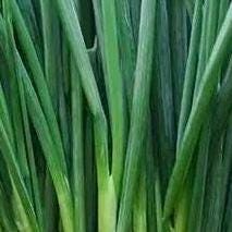 Small Green Onion Seeds - Fen Duo Duo Chinese Scallion|分多多分葱 - Non-Bulbing, Cold & Heat Tolerant, Easy to Grow, High Yield Garden Seeds