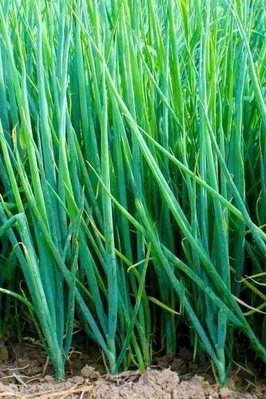 Small Green Onion Seeds - Fen Duo Duo Chinese Scallion|分多多分葱 - Non-Bulbing, Cold & Heat Tolerant, Easy to Grow, High Yield Garden Seeds