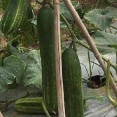 Extremely Early Cucumber Seeds｜极早多黄瓜 – 20 Seeds – Hybrid, Fast Growing, Bitter-Free, Great for Home Garden