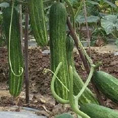 Extremely Early Cucumber Seeds｜极早多黄瓜 – 20 Seeds – Hybrid, Fast Growing, Bitter-Free, Great for Home Garden