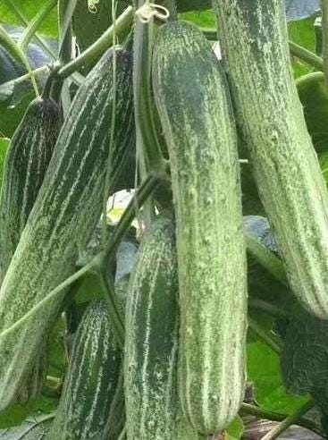 Extremely Early Cucumber Seeds｜极早多黄瓜 – 20 Seeds – Hybrid, Fast Growing, Bitter-Free, Great for Home Garden