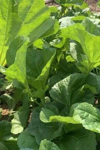 Winter Cold Greens Seeds – Cold Hardy Asian Leafy Vegetable – Donghan Cai 冬寒菜 – Hundreds of Seeds per Pack
