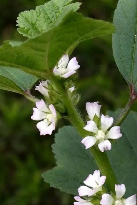 Winter Cold Greens Seeds – Cold Hardy Asian Leafy Vegetable – Donghan Cai 冬寒菜 – Hundreds of Seeds per Pack