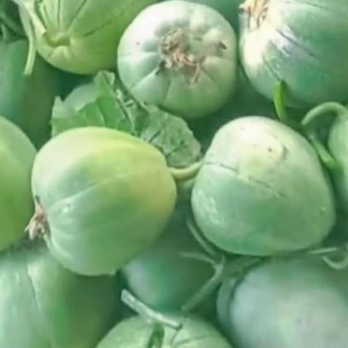 Green Jade Melon Seeds (12 Seeds) |青玉甜瓜｜ Sweet & Crisp | Early Maturing Asian Melon Variety for Home Gardens