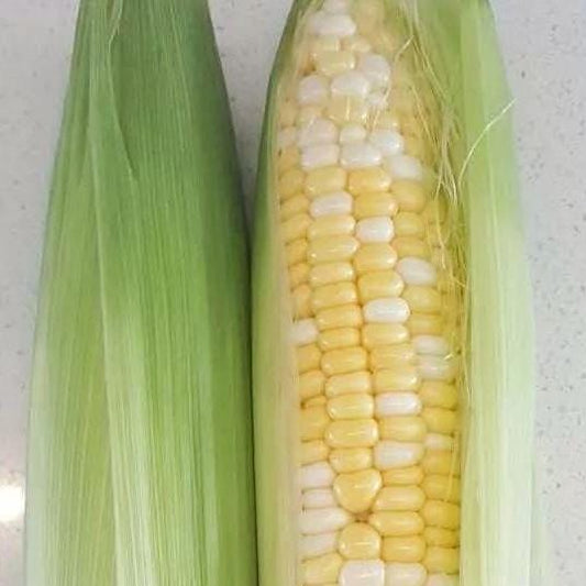 Bicolor Sweet Corn Seeds – Golden Silver No. 8 ｜金银甜8号玉米– Fresh Eating – Early Maturity – Juicy, Tender & Sweet – 30 Seeds