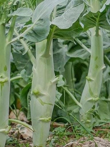 Chinese Kailan Seeds – White-Flowered Stem Broccoli – Crisp Round Stems – 1000+ Seeds | 鸡腿芥兰种子 白花粗茎 清脆圆润 高产多采