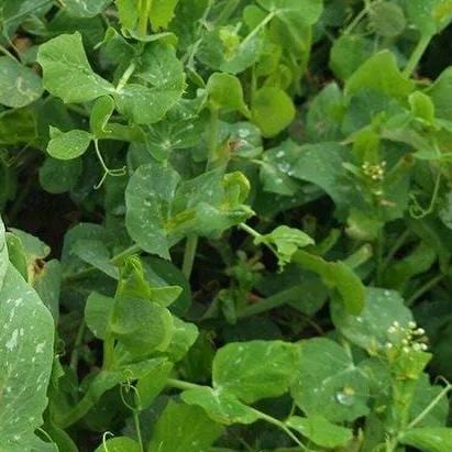 Tendril-less Snow Pea Shoots Seeds｜无须豌豆苗种子 – Edible Microgreens – No Trellis – 20 Seeds