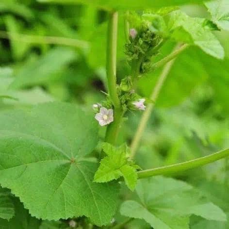 Winter Cold Greens Seeds – Cold Hardy Asian Leafy Vegetable – Donghan Cai 冬寒菜 – Hundreds of Seeds per Pack