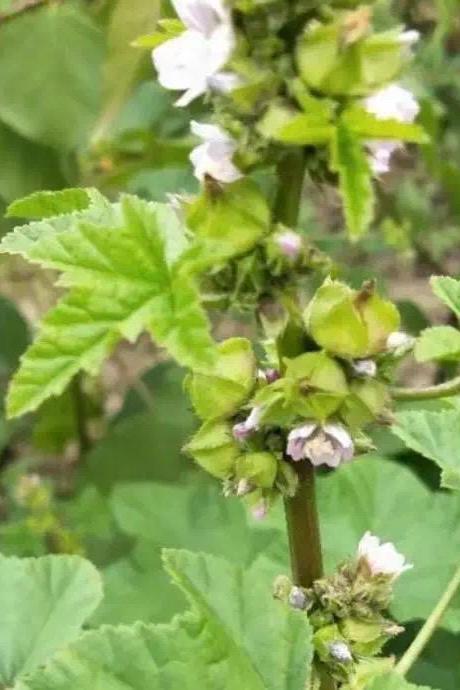 Winter Cold Greens Seeds – Cold Hardy Asian Leafy Vegetable – Donghan Cai 冬寒菜 – Hundreds of Seeds per Pack