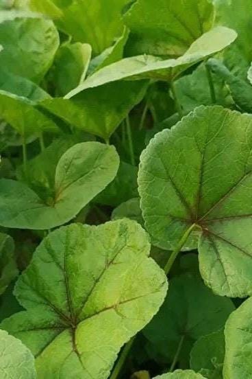 Winter Cold Greens Seeds – Cold Hardy Asian Leafy Vegetable – Donghan Cai 冬寒菜 – Hundreds of Seeds per Pack