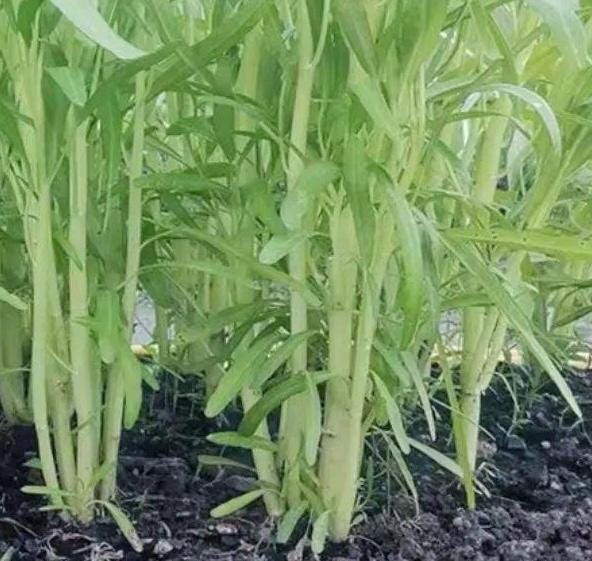 White-Stem Water Spinach Seeds (Ipomoea aquatica) – 白梗柳叶空心菜 – Heat-Tolerant | Fast-Growing | 40 Seeds | No Ship to Restricted States